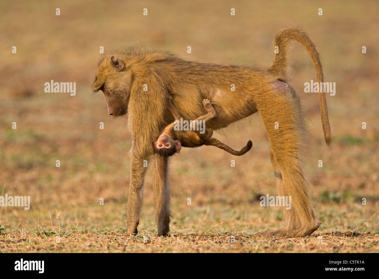 L'Afrique, Sambia, babouin jaune (Papio cynocephalus) carrying baby Banque D'Images