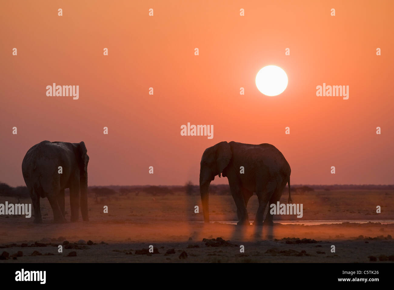 L'Afrique, les éléphants d'Sambia, (Loxodonta africana) Banque D'Images