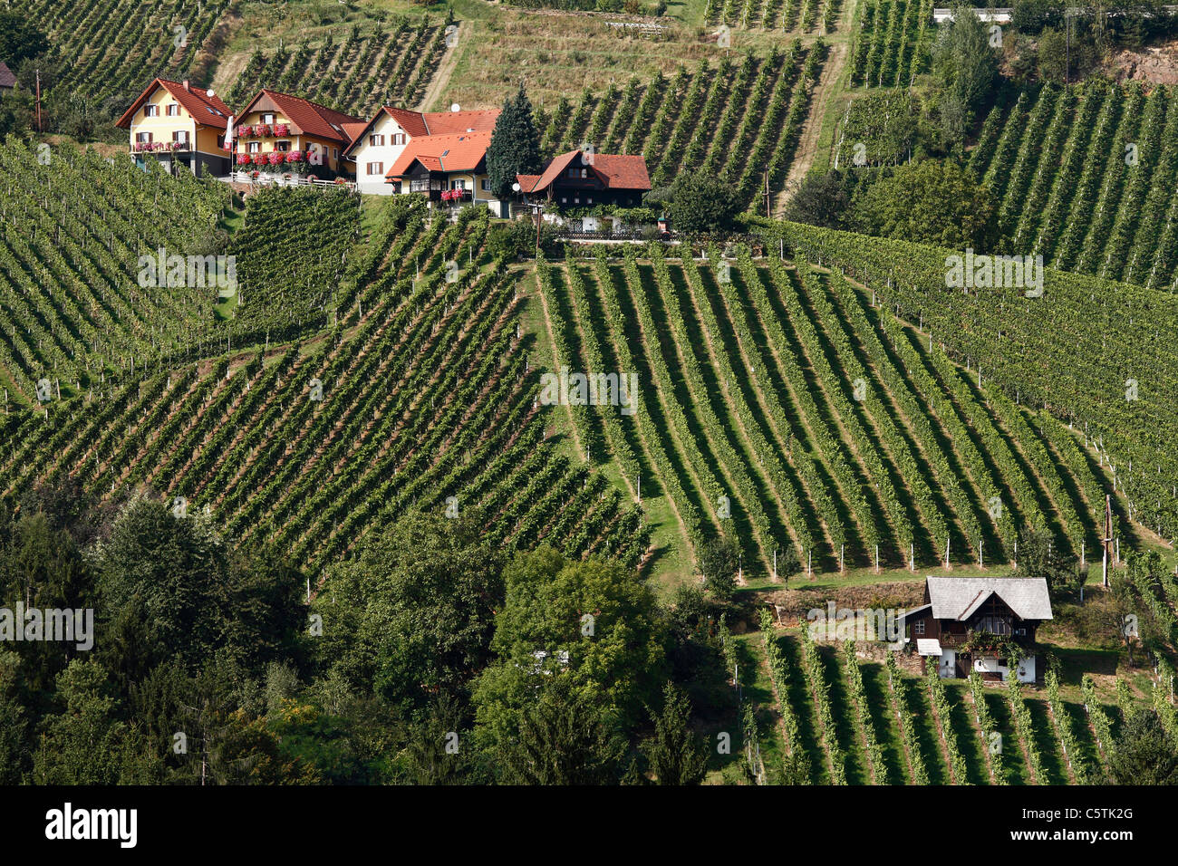 L'Autriche, Styrie, View of vineyard à schilcher weinstrasse Banque D'Images