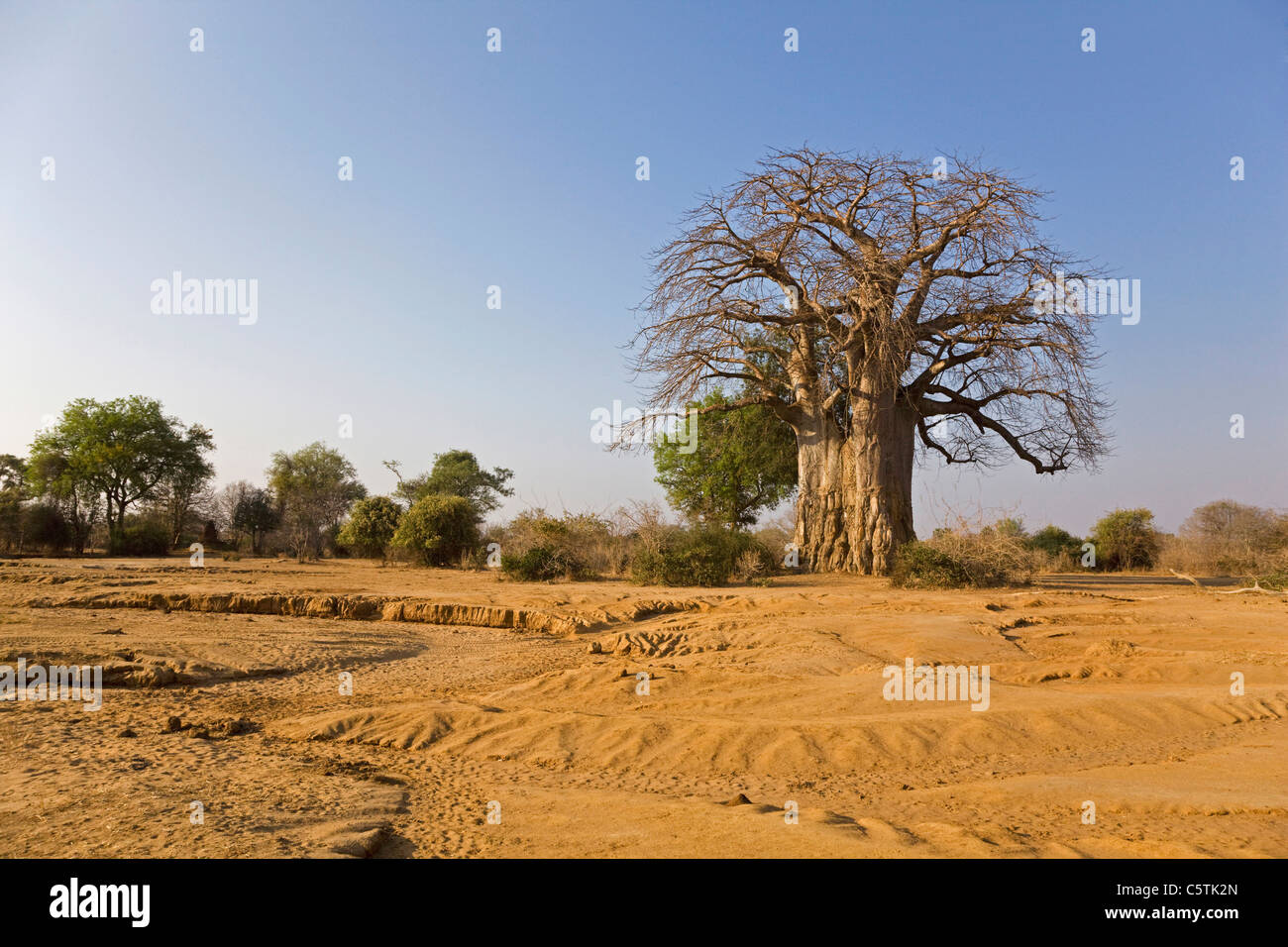 L'Afrique, Sambia, Baobab sur savannah Banque D'Images