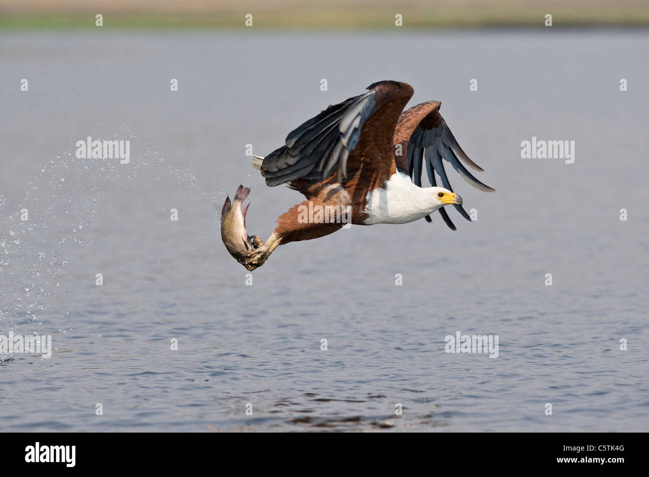 Du sud, du Botswana, d'Afrique blanche (Haliaeetus vocifer poisson) avec des prises, taking flight Banque D'Images