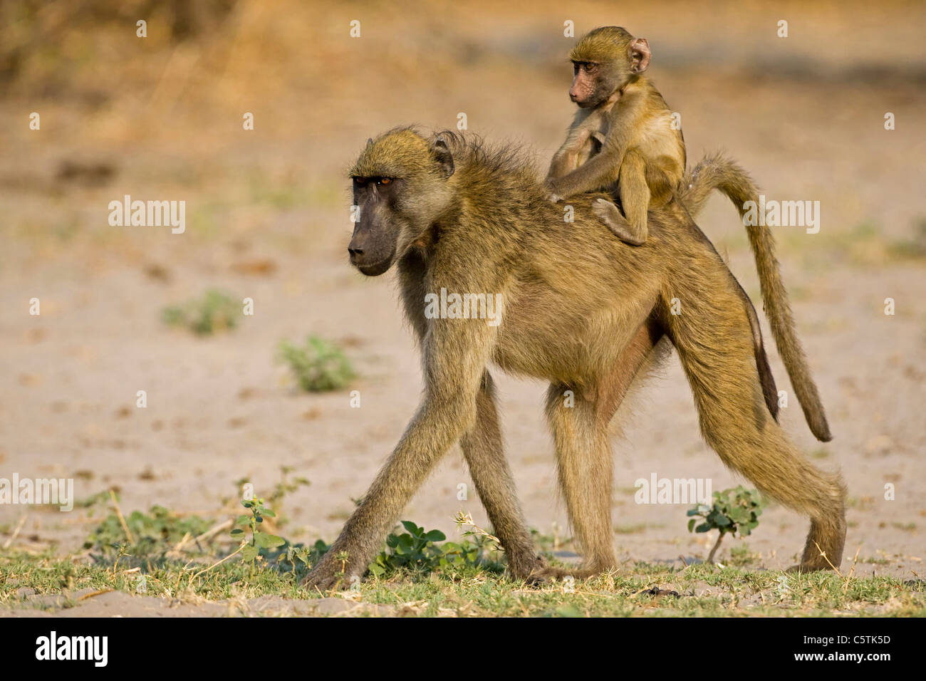 Babouin jaune (Papio cynocephalus) transportant les jeunes sur son dos Banque D'Images