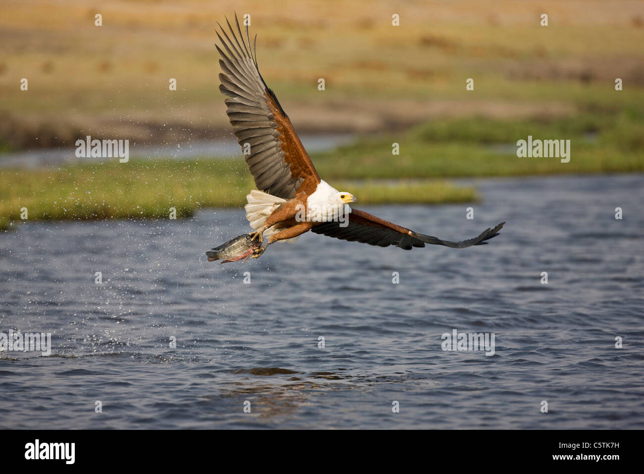 Du sud, du Botswana, d'Afrique blanche (Haliaeetus vocifer poisson) avec des prises, taking flight Banque D'Images