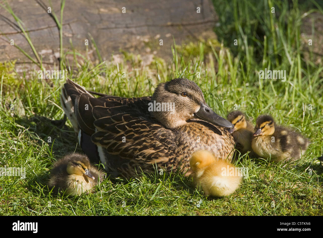 Avec mallard (Anas platyrhynchos) canetons Banque D'Images