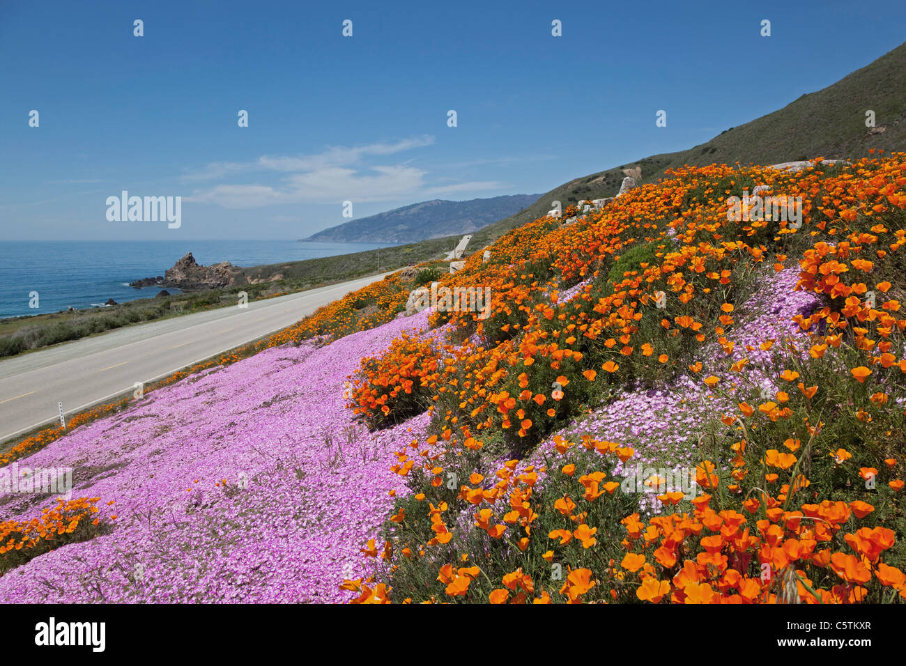 États-unis, Californie, coquelicots de Californie (Eschscholzia californica) at coast Banque D'Images