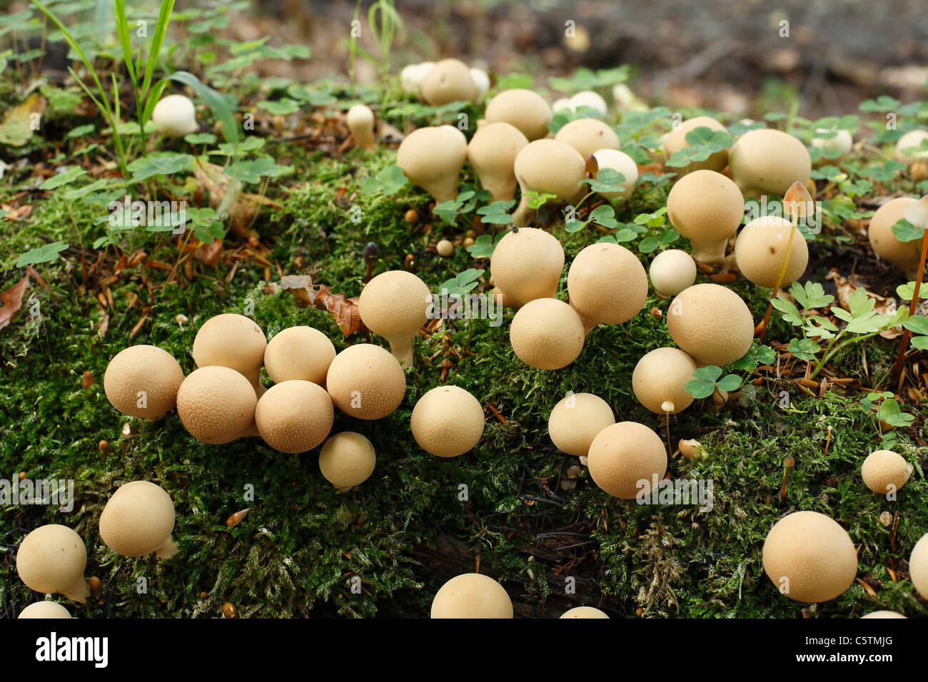 Allemagne, vue de champignons puffball Banque D'Images