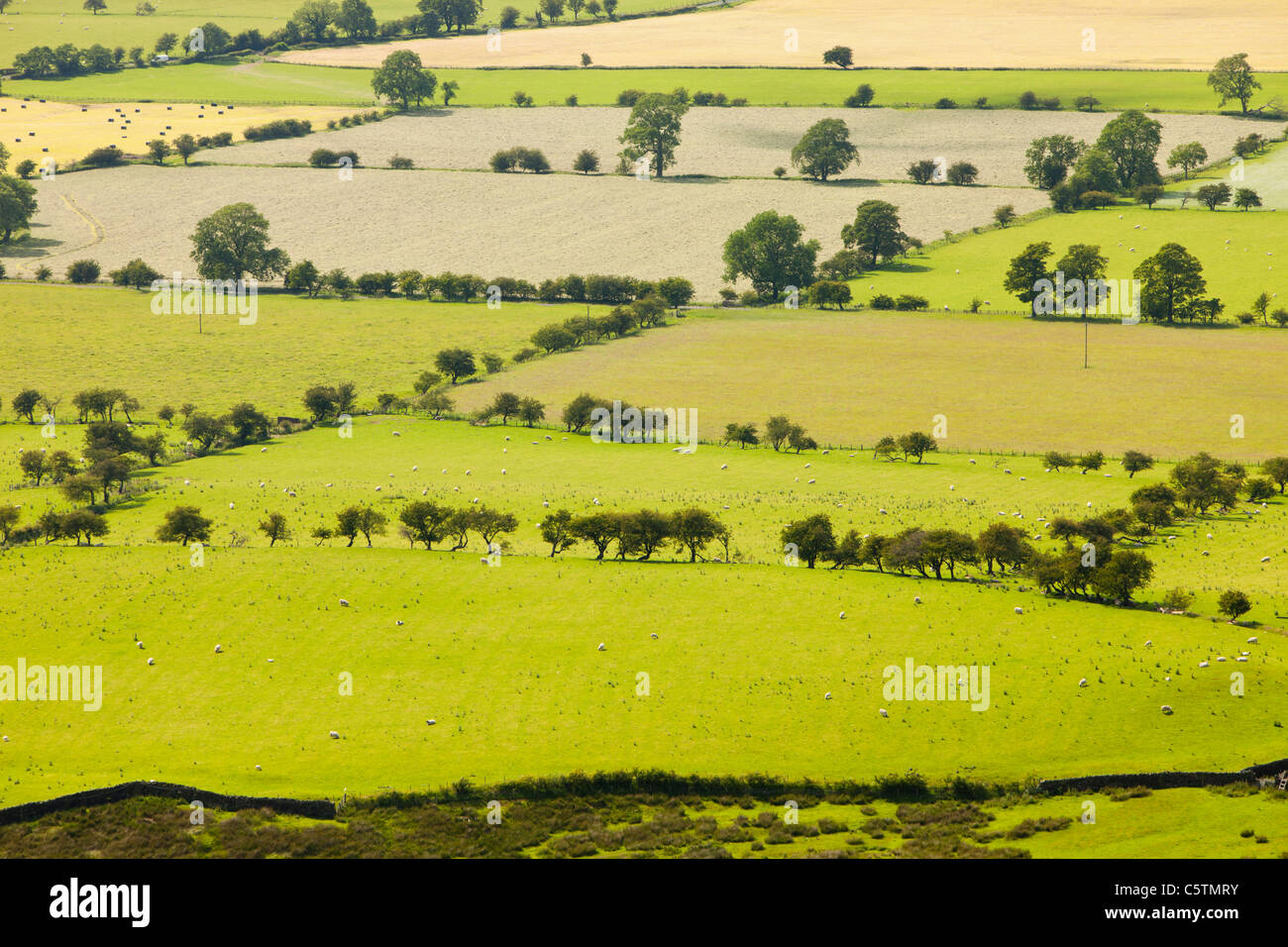 Champs ci-dessous Pendle Hill dans la vallée de Ribble, près de Clitheroe, Lancashire, Royaume-Uni. Banque D'Images