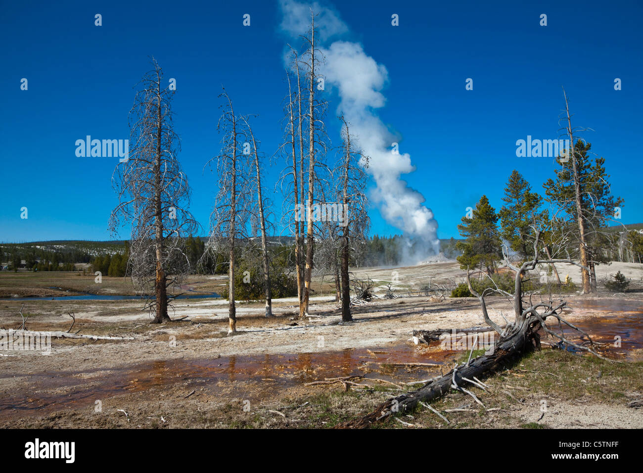 USA, le parc de Yellowstone, Wyoming, Castle Geyser Banque D'Images