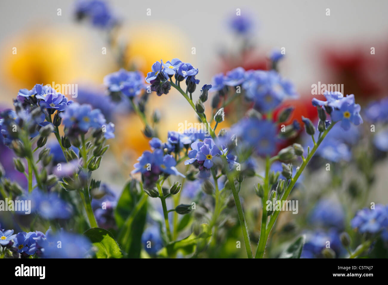 Germany, Bavaria, vue de forget-me-not Banque D'Images