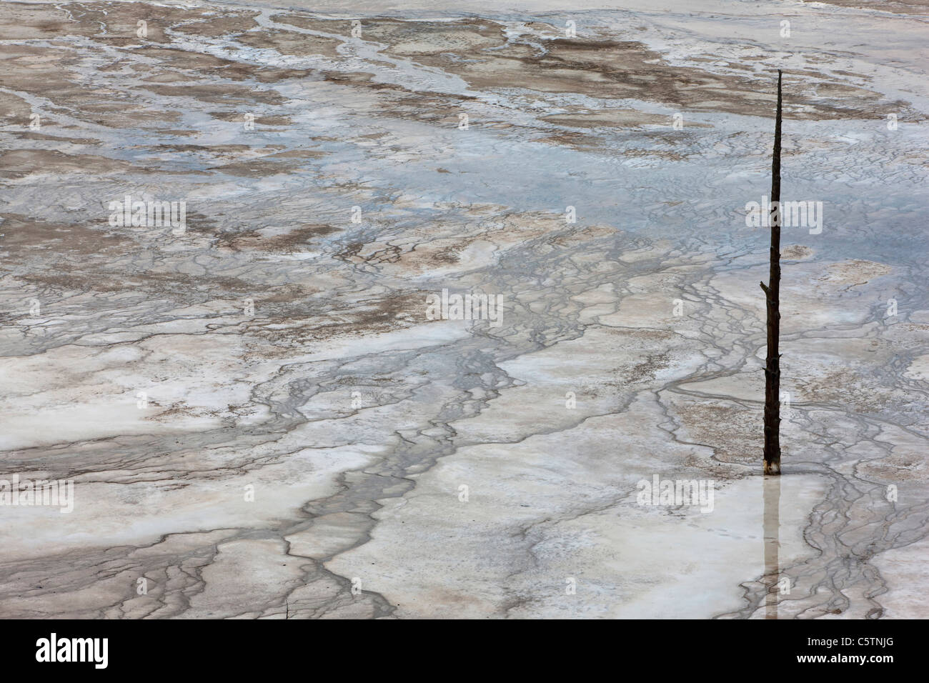 USA, Wyoming, Yellowstone National Park, Grand Prismatic Spring avec des arbres morts, close-up Banque D'Images