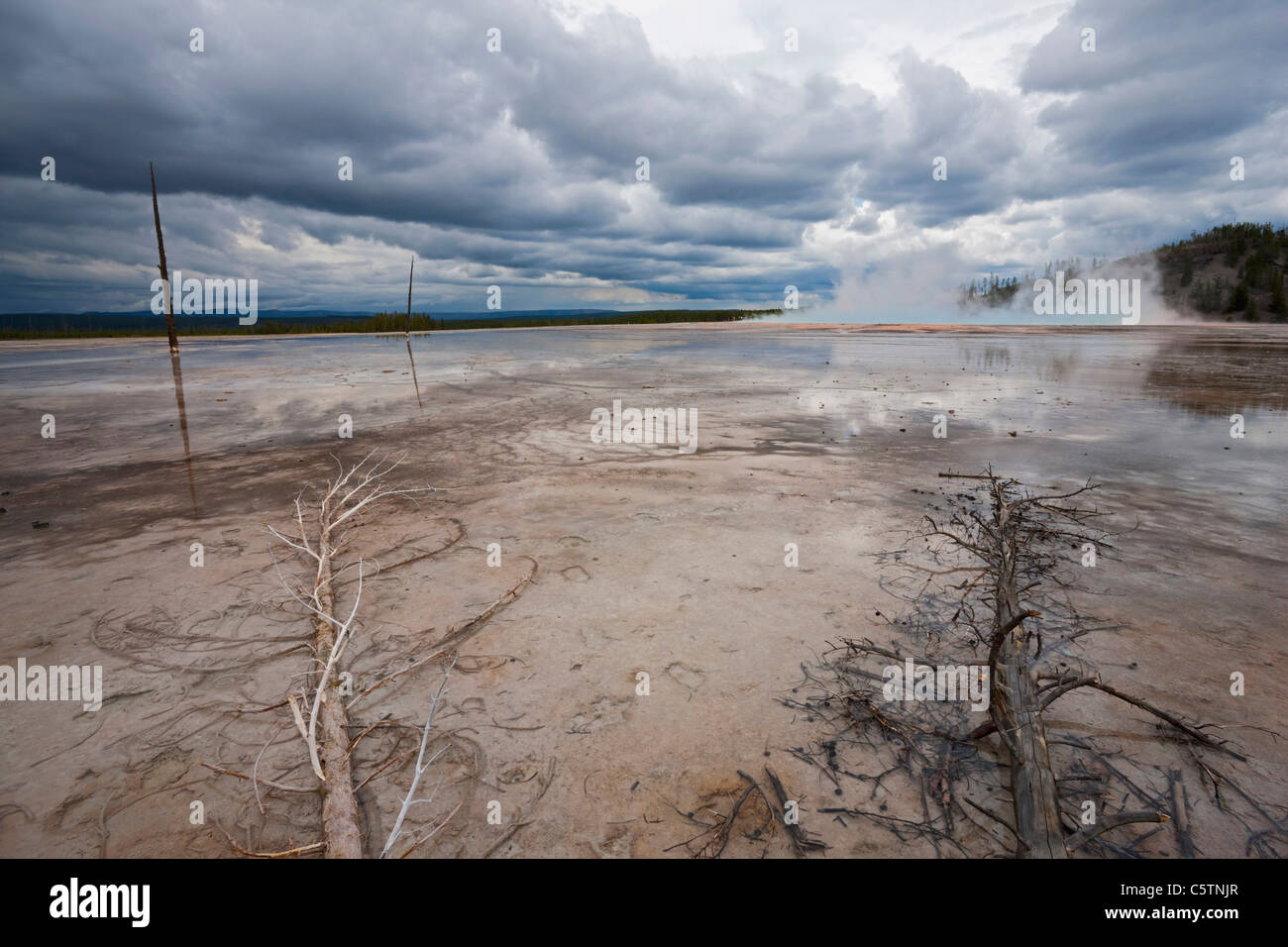 USA, Wyoming, Yellowstone National Park, Grand Prismatic Spring avec arbres morts Banque D'Images