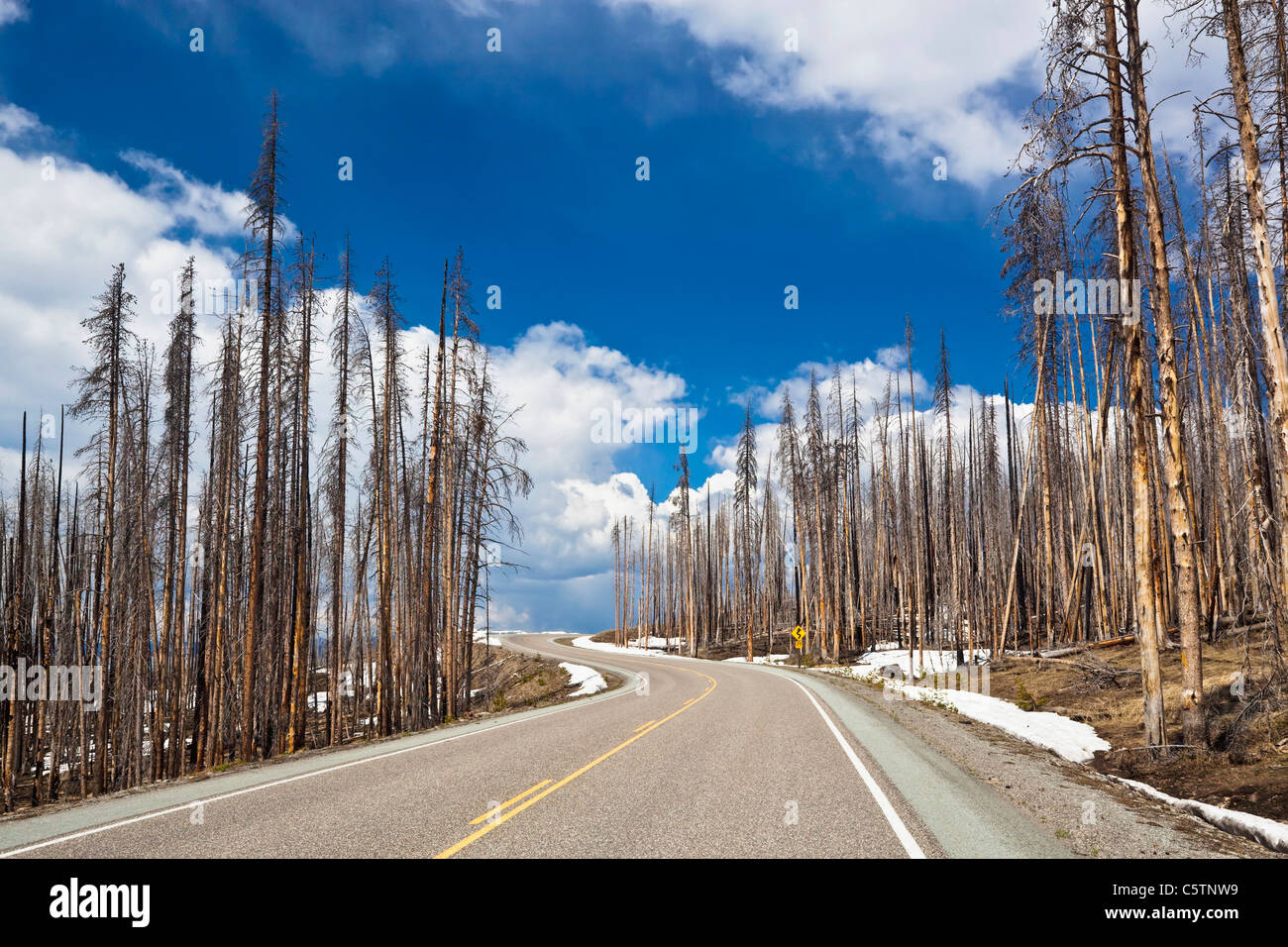 USA, le parc de Yellowstone, arbres morts sur la route Banque D'Images