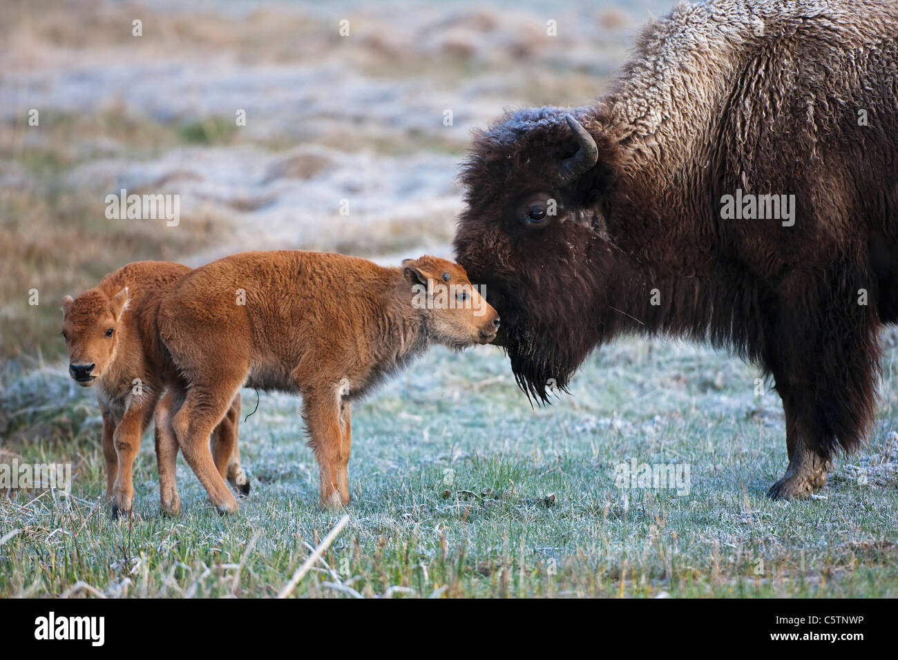 USA, le parc de Yellowstone, Bison d'Amérique (Bison bison) et son veau Banque D'Images