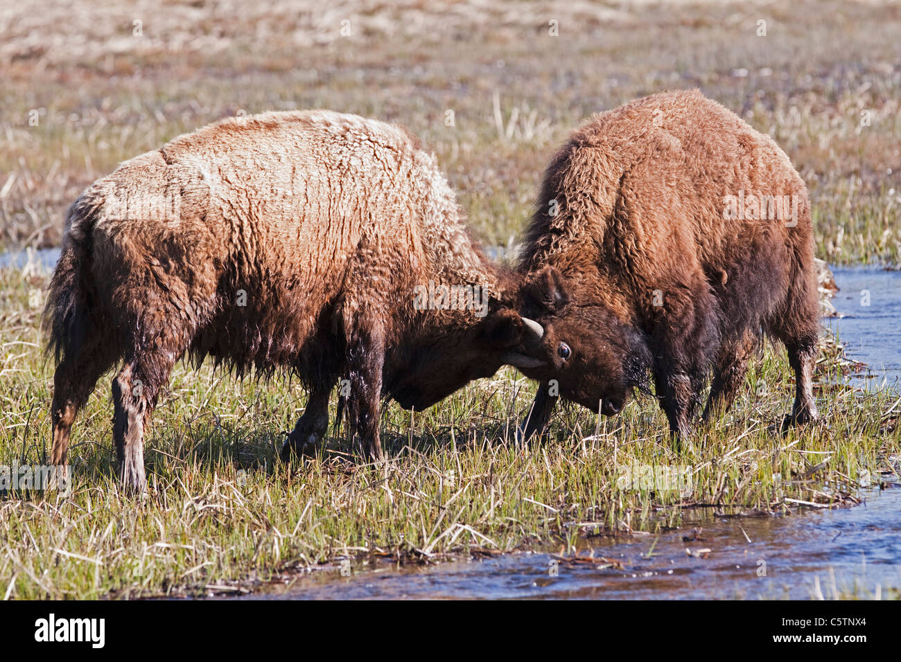 USA, le parc de Yellowstone, American Bison (Bison bison) quadrature Off Banque D'Images