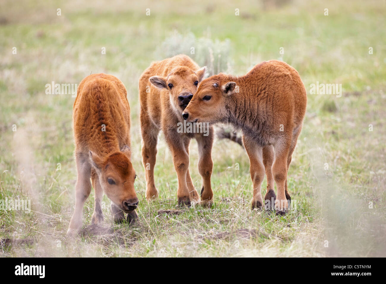 USA, le parc de Yellowstone, American bison (Bison bison), trois veaux Banque D'Images