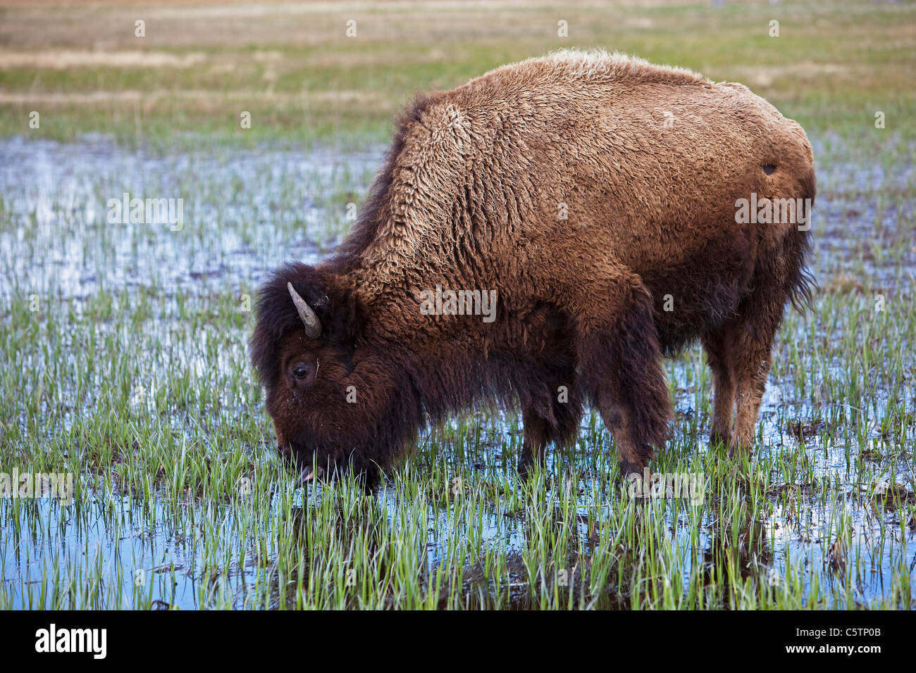 USA, le parc de Yellowstone, Bison d'Amérique (Bison bison) Eau potable Banque D'Images
