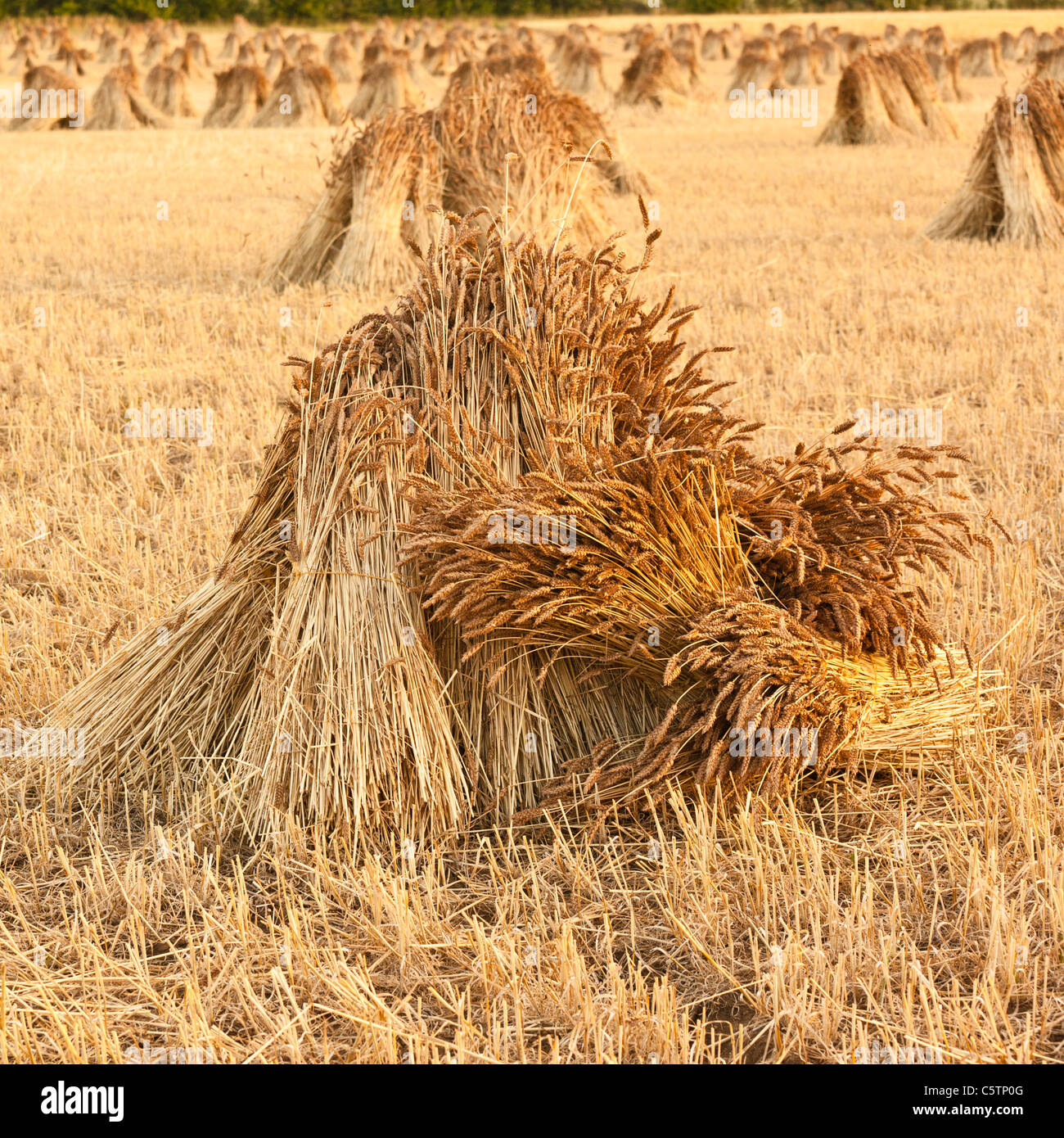 Les gerbes de blé récoltés pour couvrir de chaume Banque D'Images