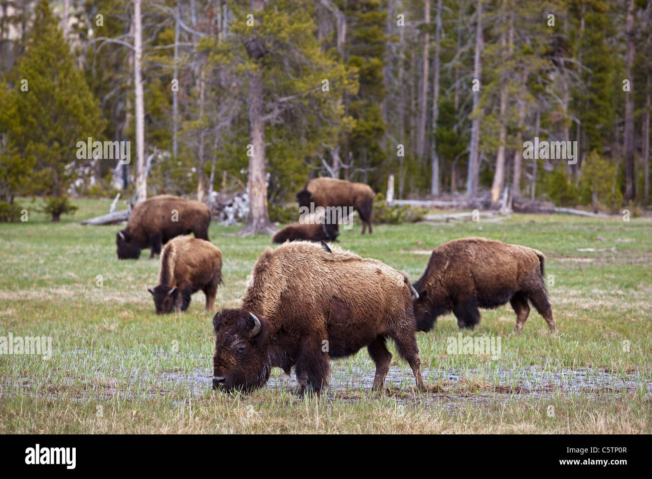 USA, le parc de Yellowstone, Bison d'Amérique (Bison bison, l'élevage et de boire Banque D'Images