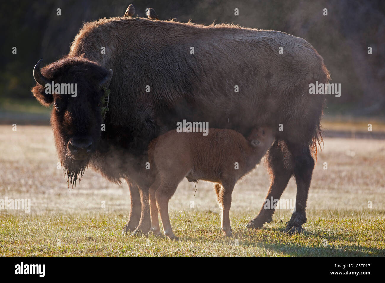 USA, le parc de Yellowstone, bison d'Amérique (Bison bison) avec veau de lait Banque D'Images