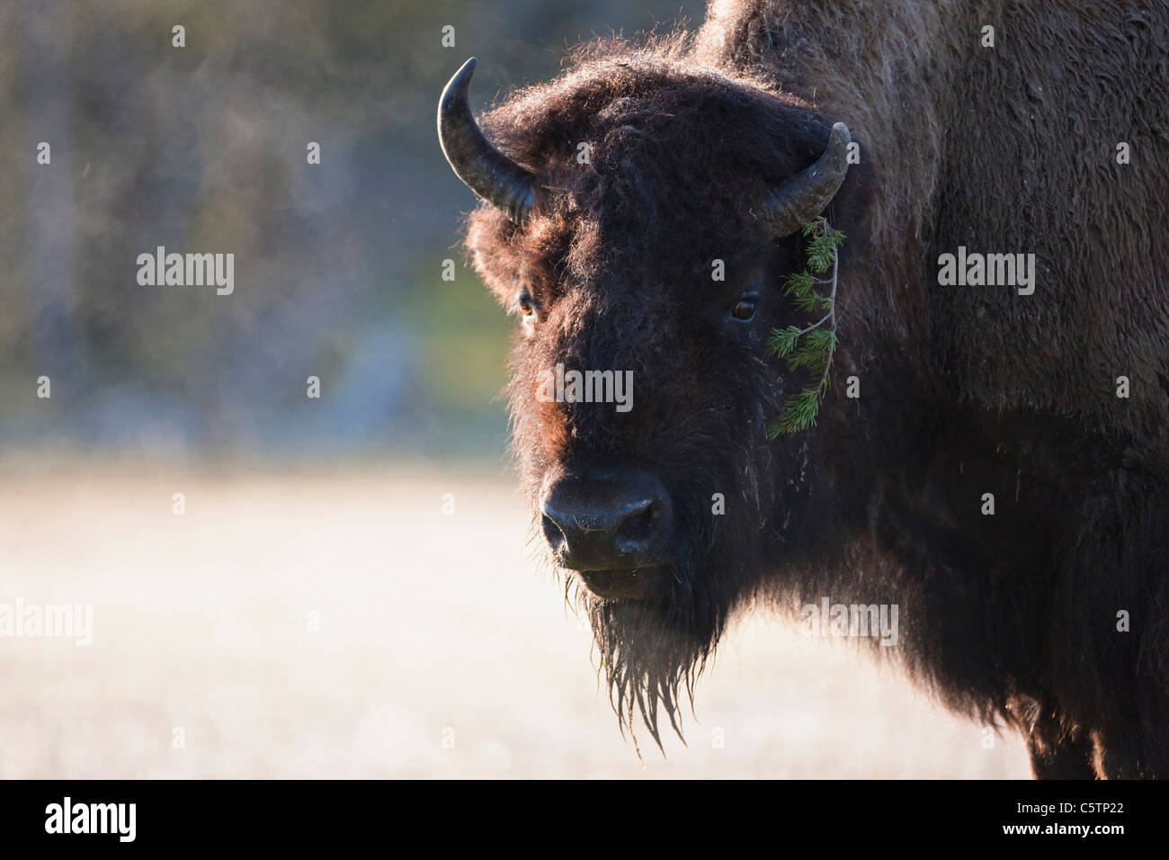 USA, le parc de Yellowstone, Bison d'Amérique (Bison bison), portrait, close-up Banque D'Images
