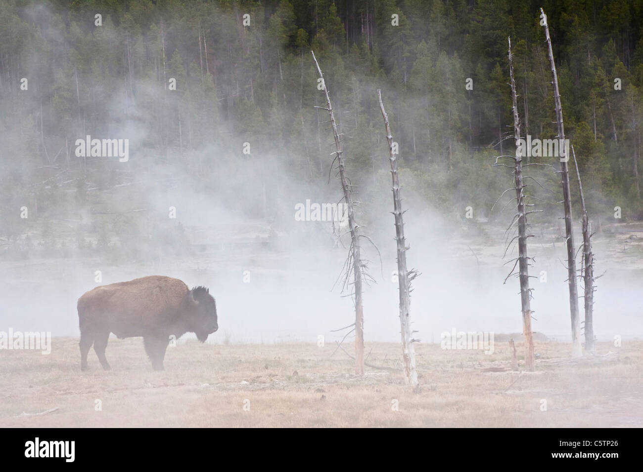 USA, le parc de Yellowstone, Bison d'Amérique (Bison bison) paître par geyser Banque D'Images
