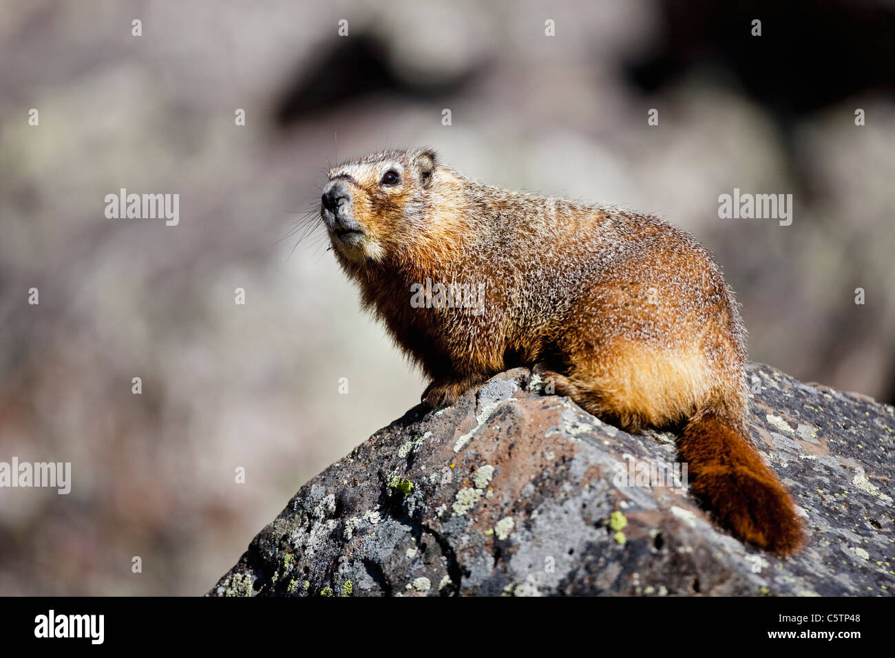 USA, le parc de Yellowstone, marmotte (Marmota monax), close-up Banque D'Images