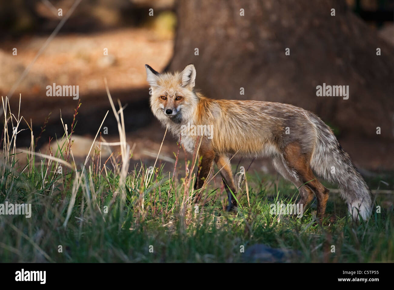 USA, le parc de Yellowstone, le renard roux (Vulpes vulpes), side view Banque D'Images