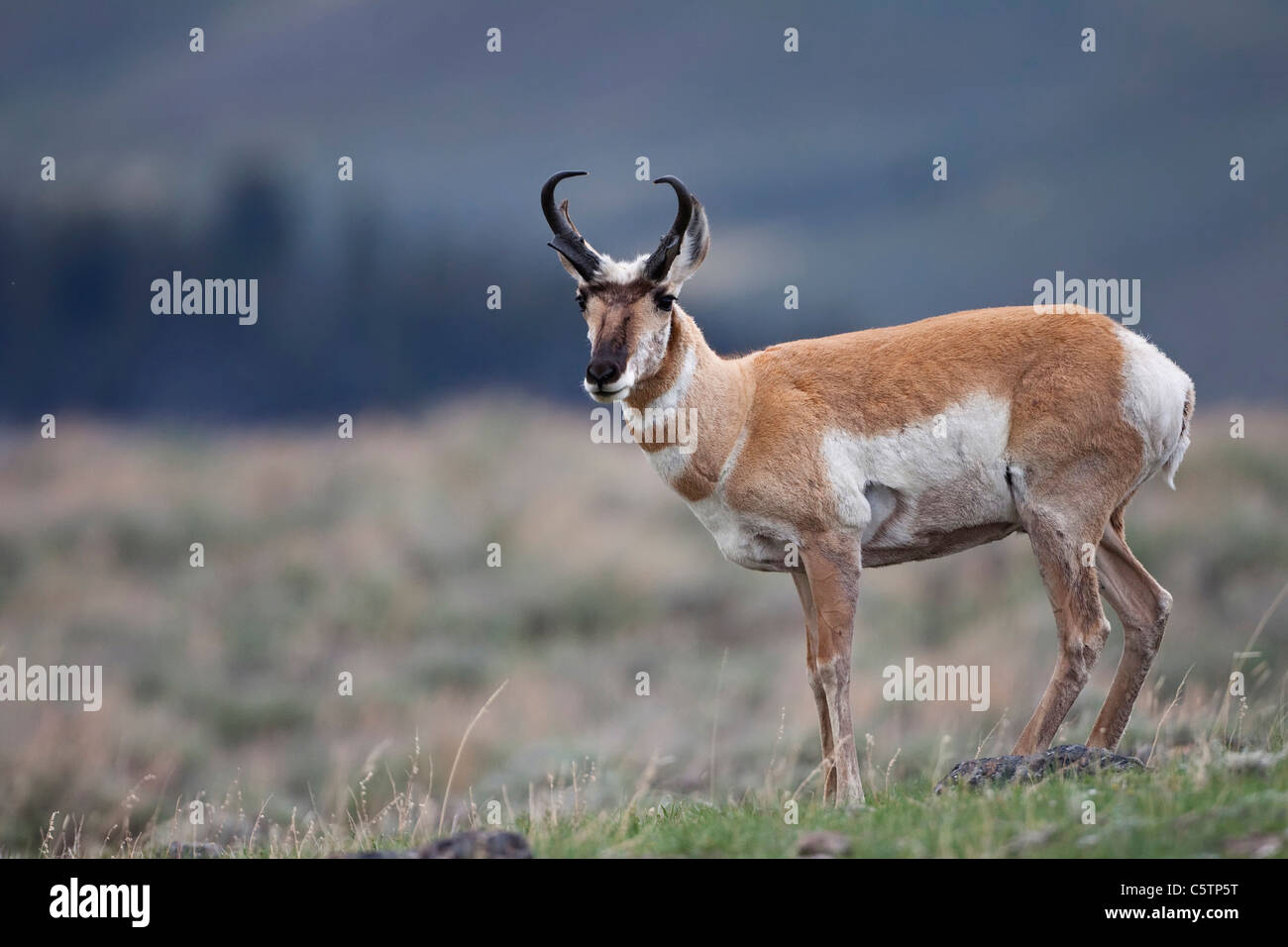 USA, le parc de Yellowstone, l'Antilope d'Amérique (Antilocapra americana) bock Banque D'Images
