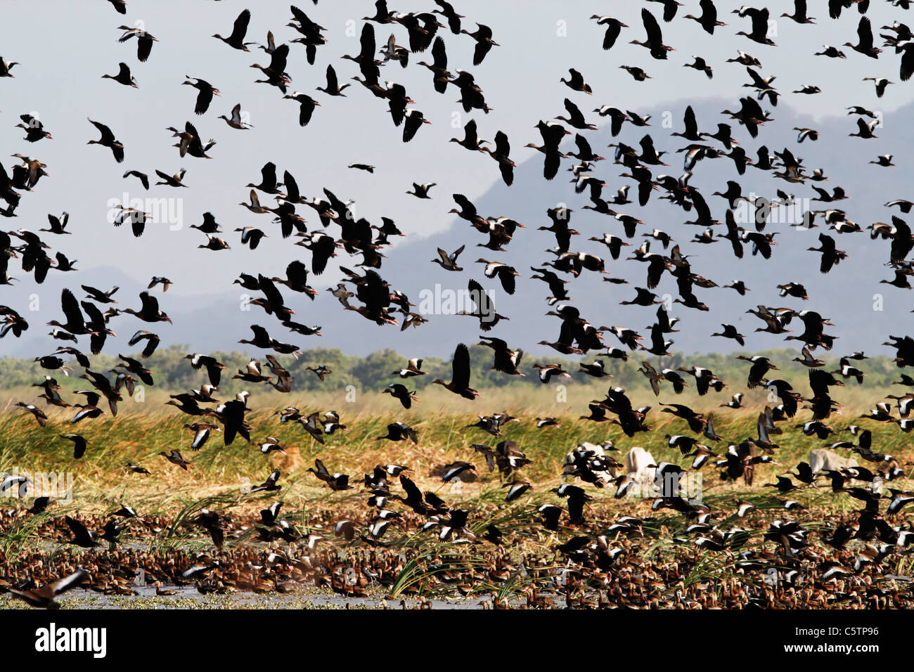 Costa Rica, battant bande de canard à bec au sifflement du parc national palo verde Banque D'Images