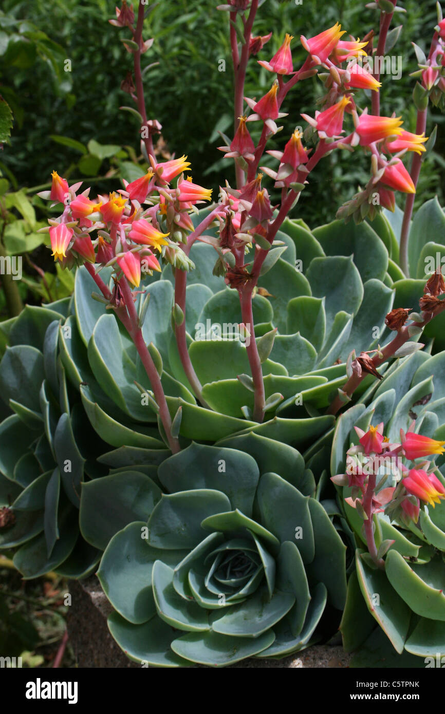 La floraison des plantes succulentes Banque D'Images