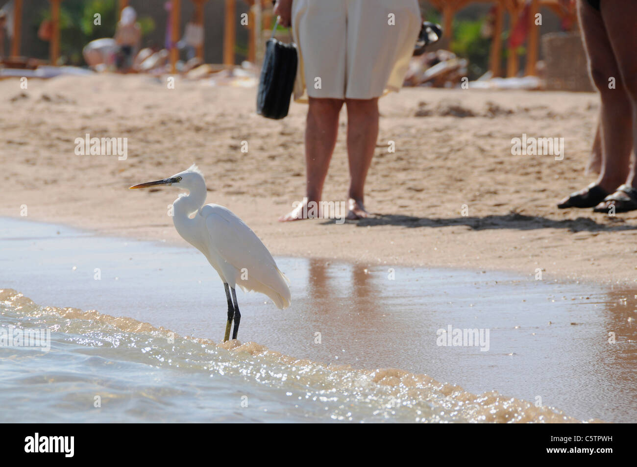 Egypte, Hurghada, médiane Egret (Egretta intermedia) sur la plage, les personnes en arrière-plan Banque D'Images