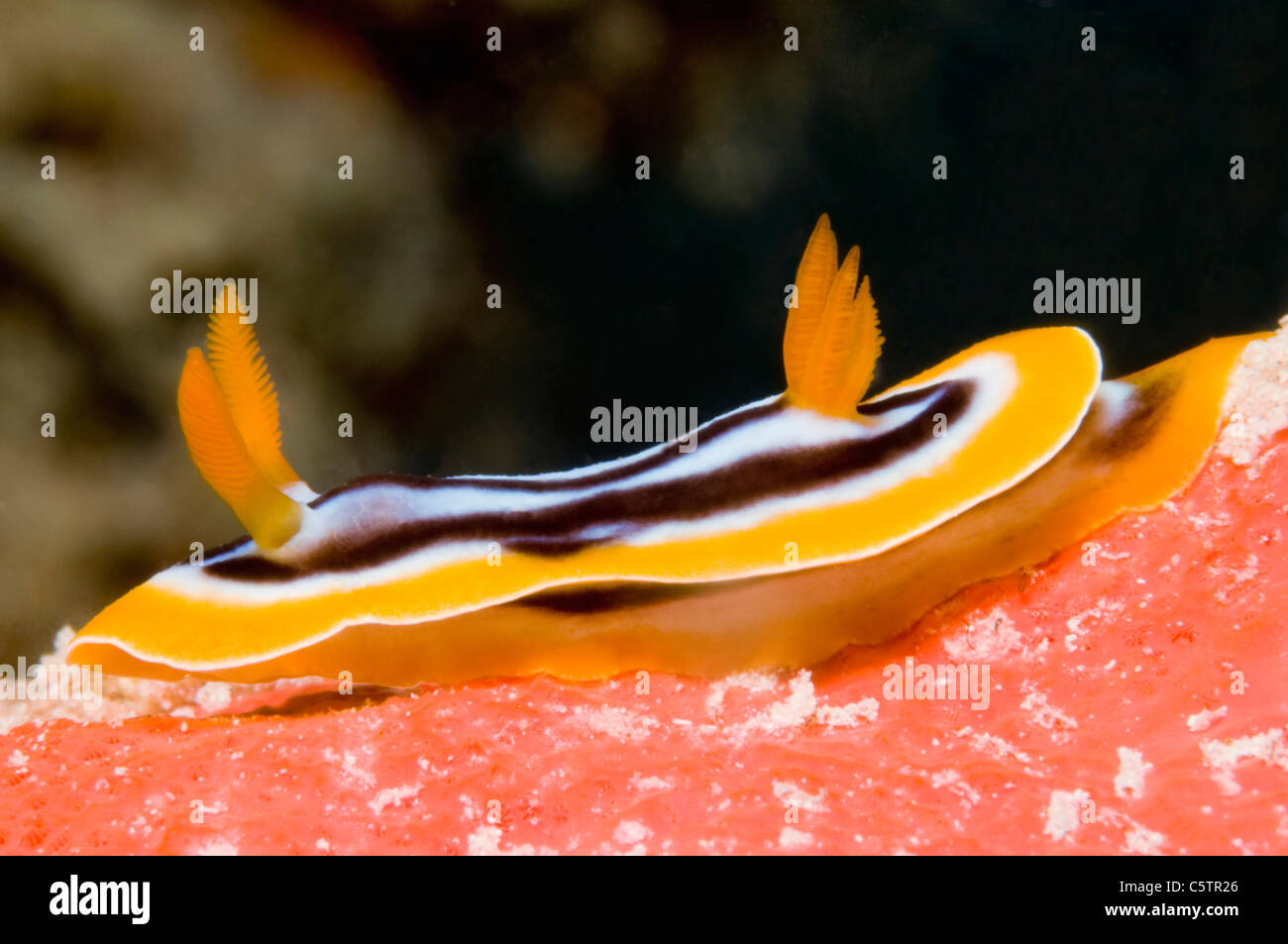 L'Egypte, Mer Rouge, Pyjama slug (Chromodoris quadricolor) Banque D'Images