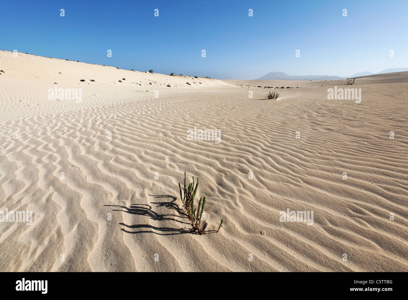 Espagne, Canaries, Fuerteventura, lonesam les plantes dans les dunes de Corralejo Banque D'Images