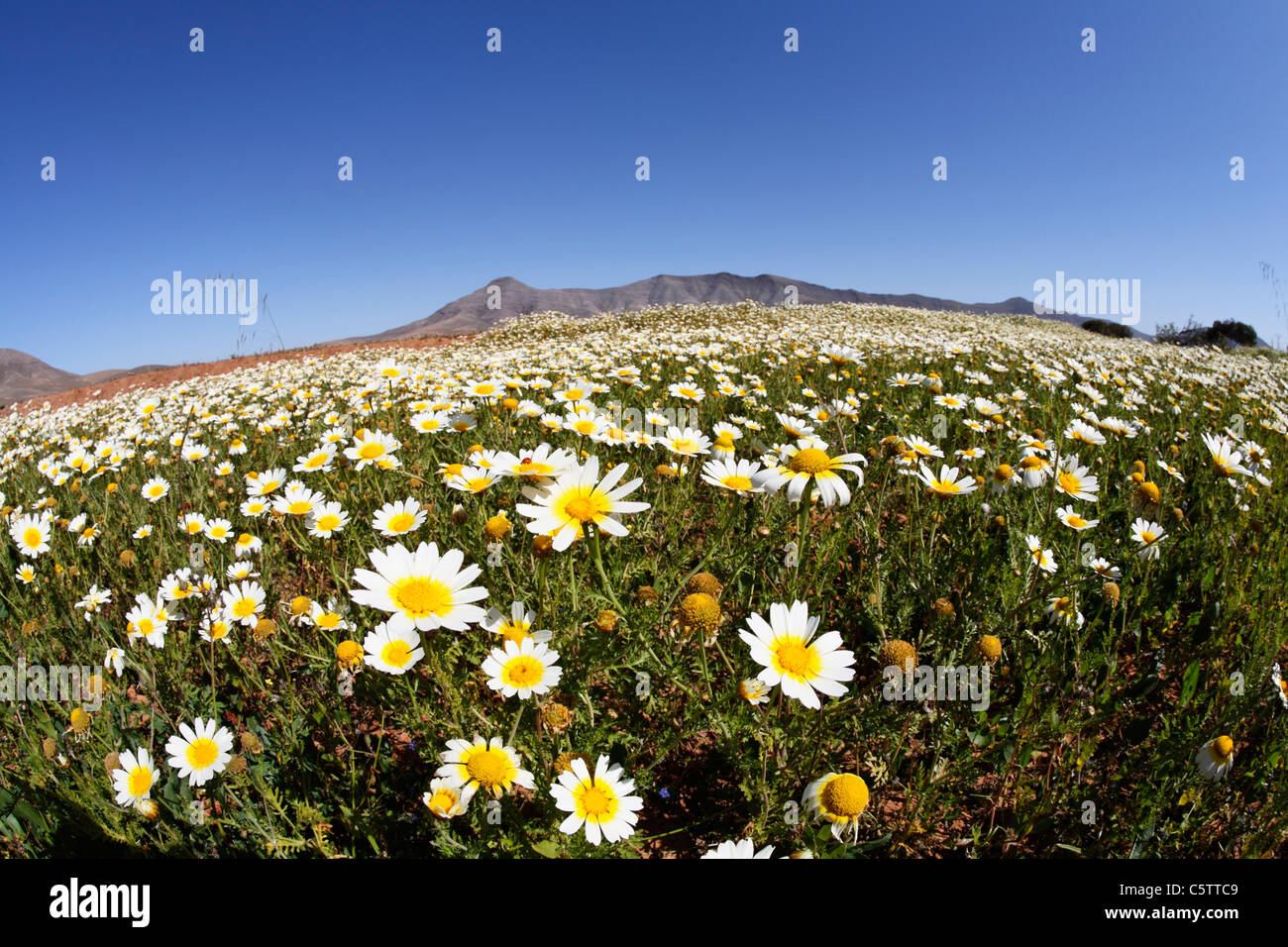 Espagne, Canaries, Fuerteventura, Cuchillos, vue de marguerites en fleurs Banque D'Images