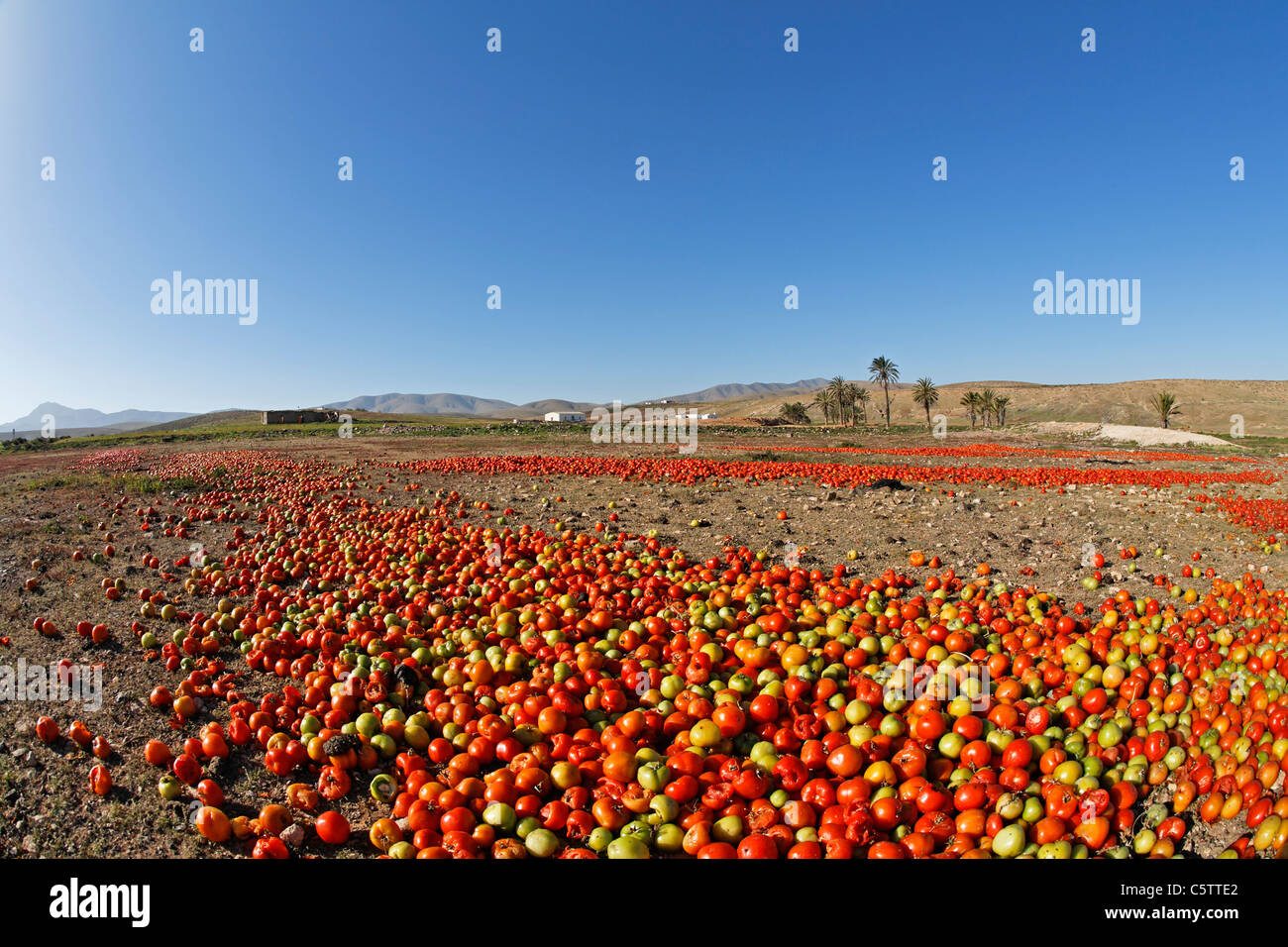 Espagne, Canaries, Fuerteventura, Paysage avec des tomates près de Tuineje Banque D'Images