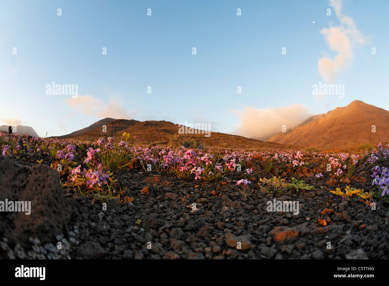 Espagne, Canaries, Fuerteventura, Jandia, compte tenu de la végétation au printemps fleur matthiola Banque D'Images
