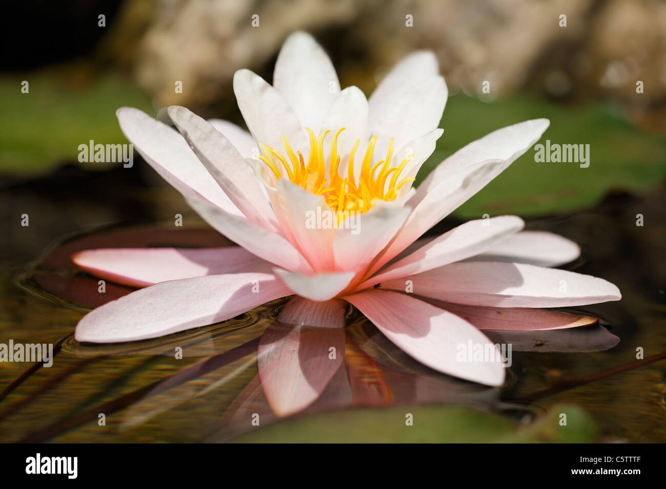 Close up of water lily Banque D'Images