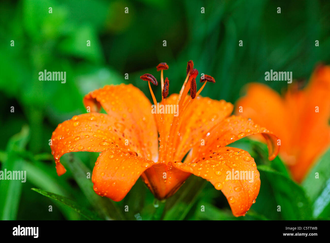 Allemagne, Close up of fire lily Banque D'Images
