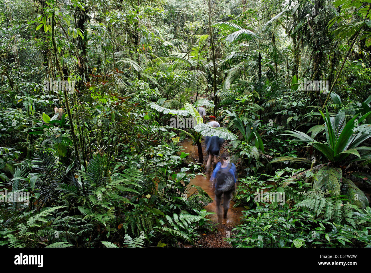 Costa Rica, Las Horquetas, Rara Avis, les touristes dans rainforest Banque D'Images