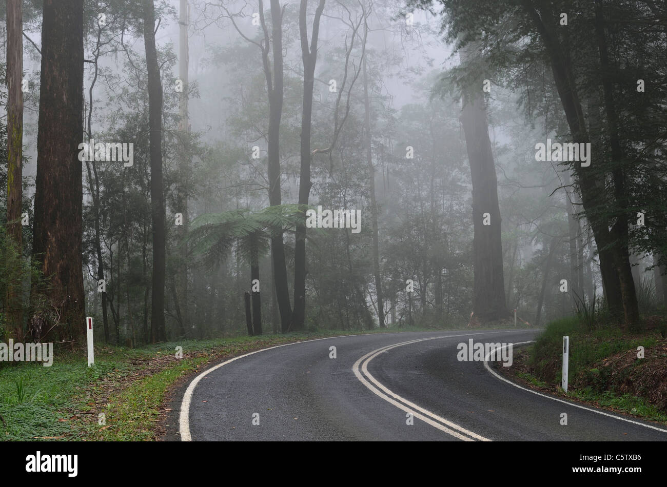 L'Australie, Victoria, Dandenong Ranges, Dandenong Ranges National Park, vue sur rue à travers la forêt de brouillard de cendres de montagne Banque D'Images