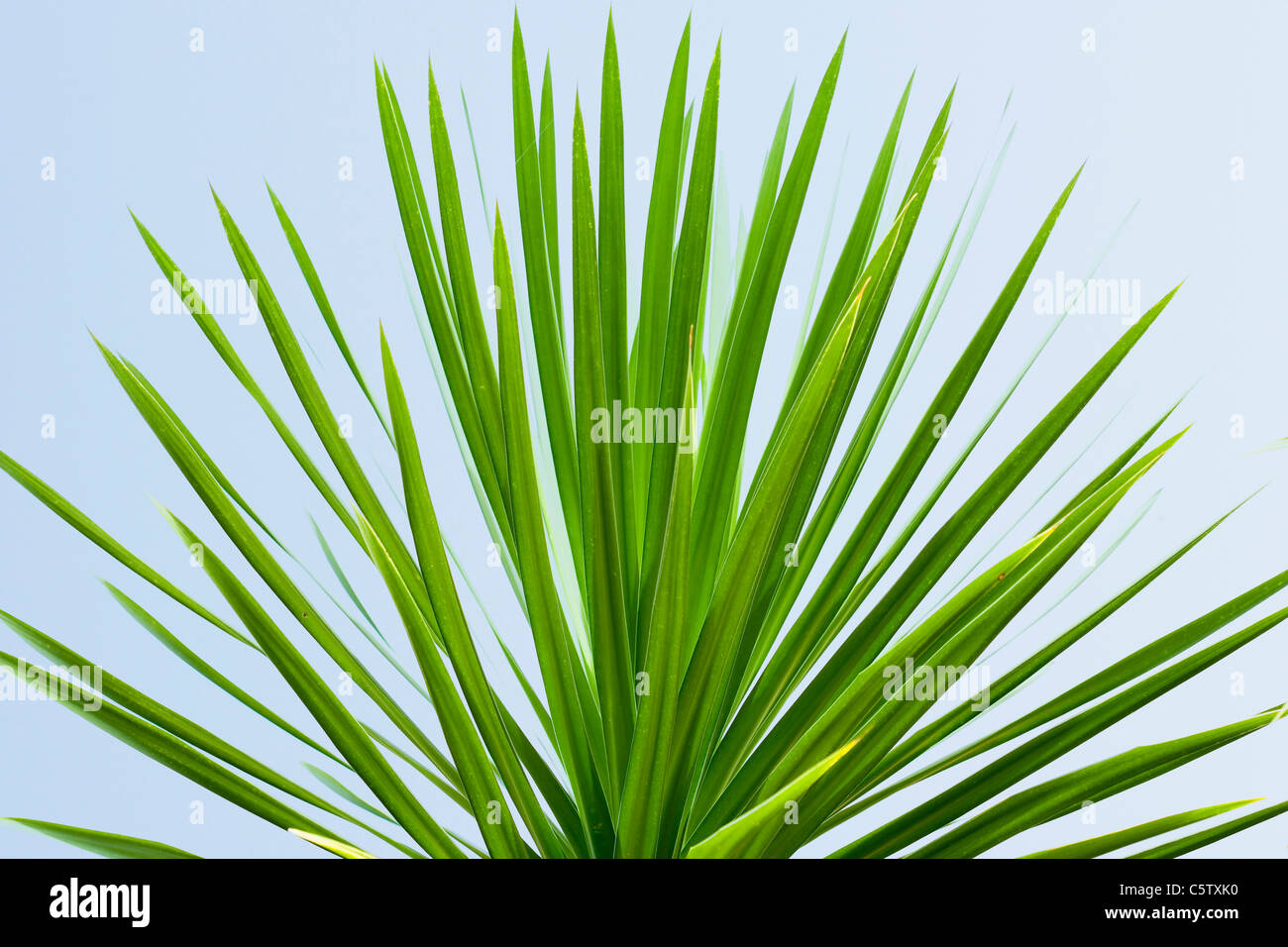 L'Asie, INDONÉSIE, Bali, feuilles de palmier, close-up Banque D'Images