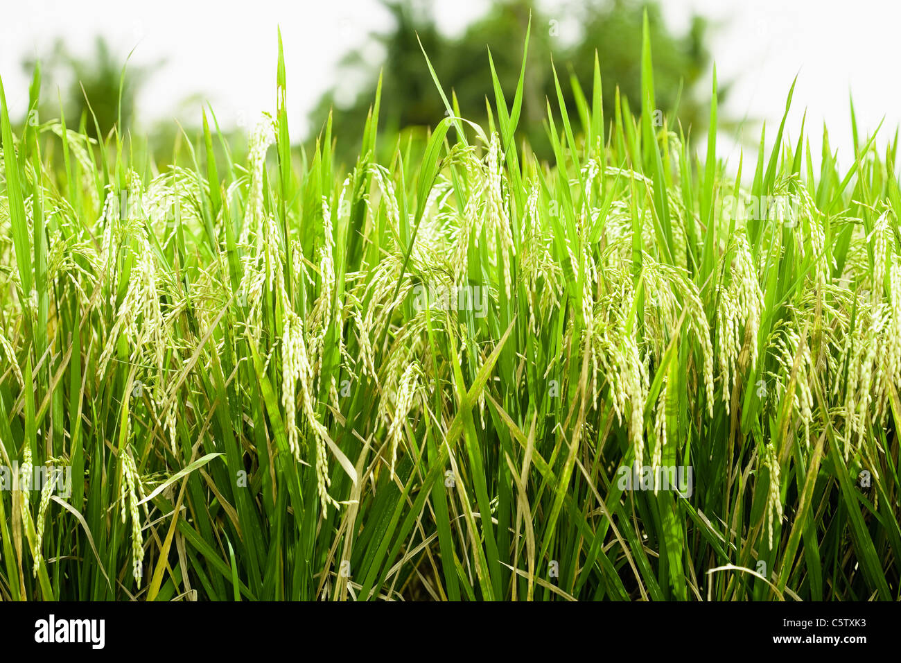 L'Asie, INDONÉSIE, Bali, brins d'herbe, close-up Banque D'Images