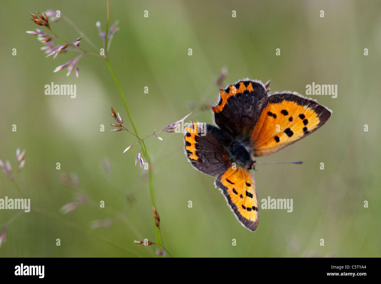 Petit papillon de cuivre sur l'herbe. Hurst Meadows, West Molesey, Surrey, Angleterre. Banque D'Images