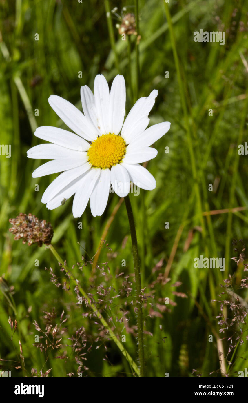 Ox-Eye Daisy. Hurst Meadows, West Molesey, Surrey, Angleterre. Banque D'Images