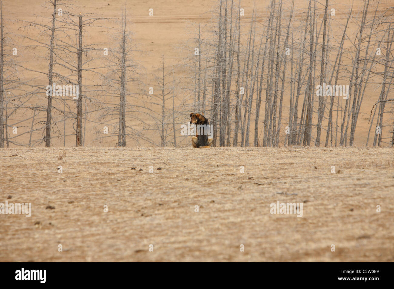 La Mongolie, chien assis en paysage Banque D'Images