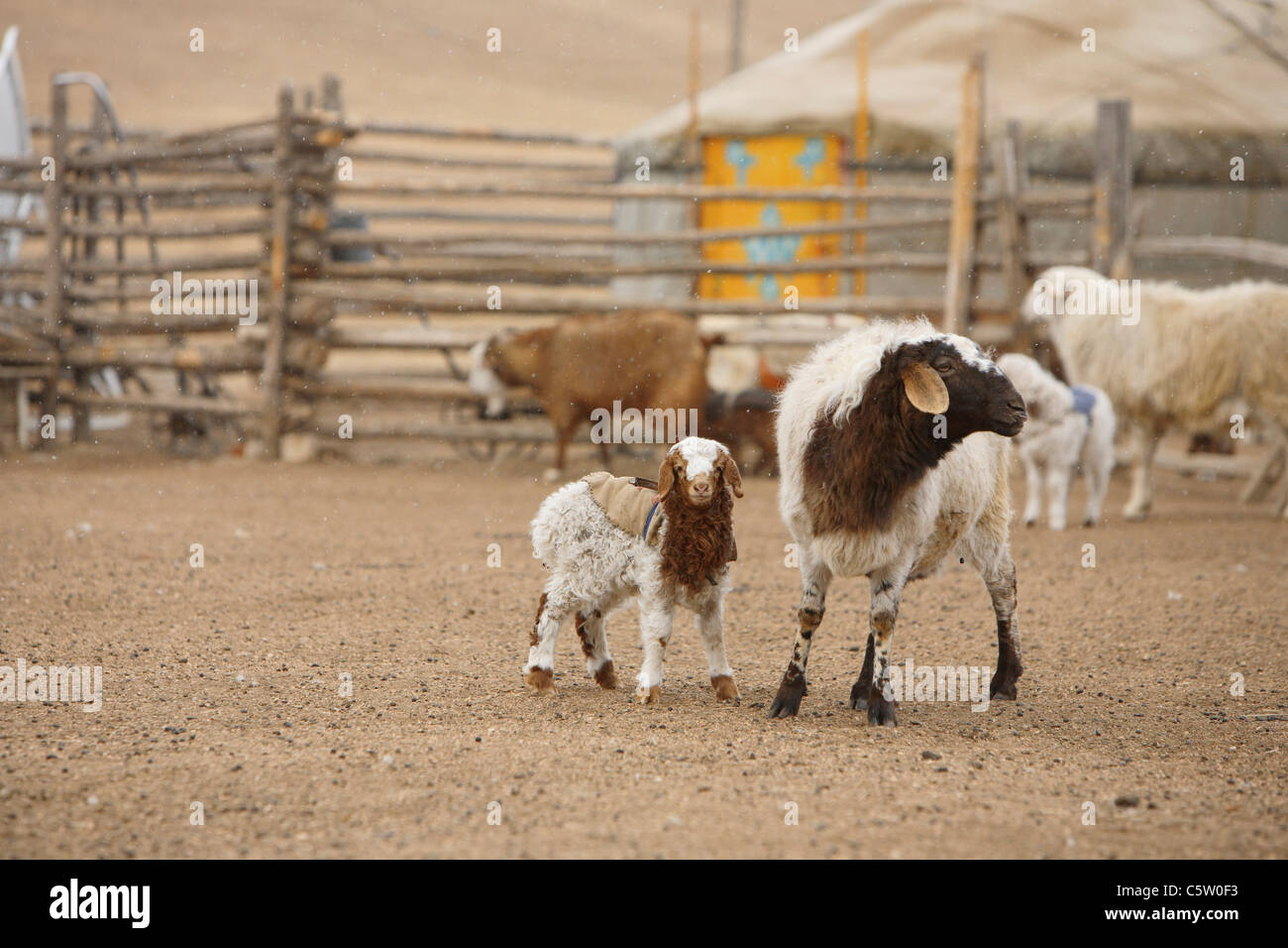 La Mongolie, troupeau de moutons, Clôture et yourte en arrière-plan Banque D'Images