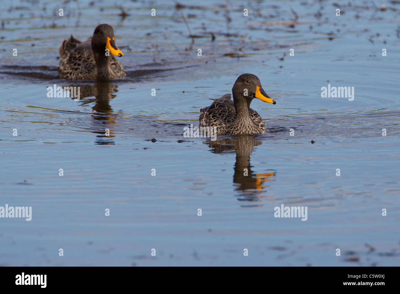 Canard à bec jaune (anas undulata) au Parc National de Wilderness en Afrique du Sud. Banque D'Images