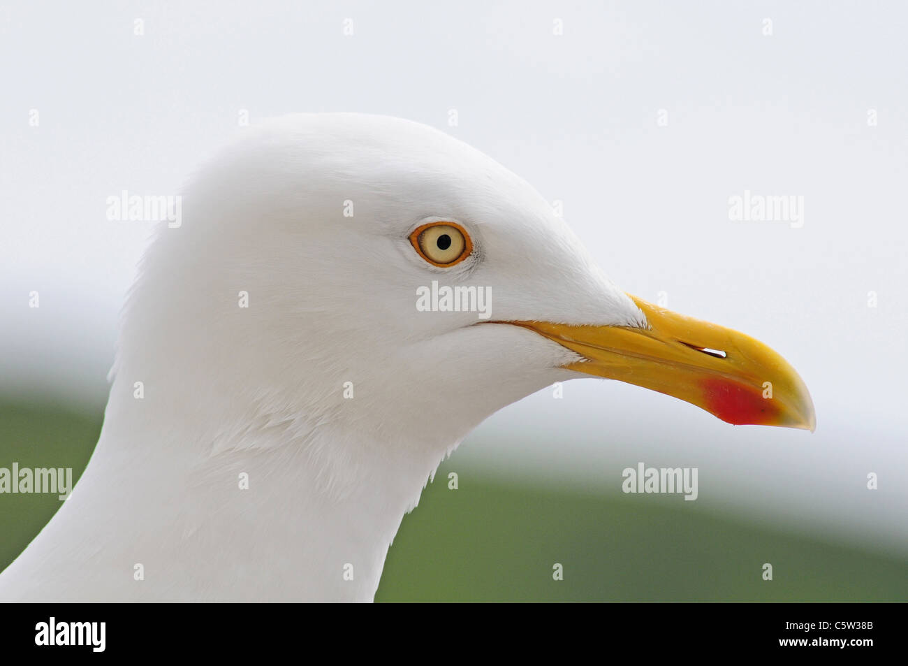 Chef de goéland argenté. Larus argentatus Close up. Rouge montrant bill spot. Banque D'Images
