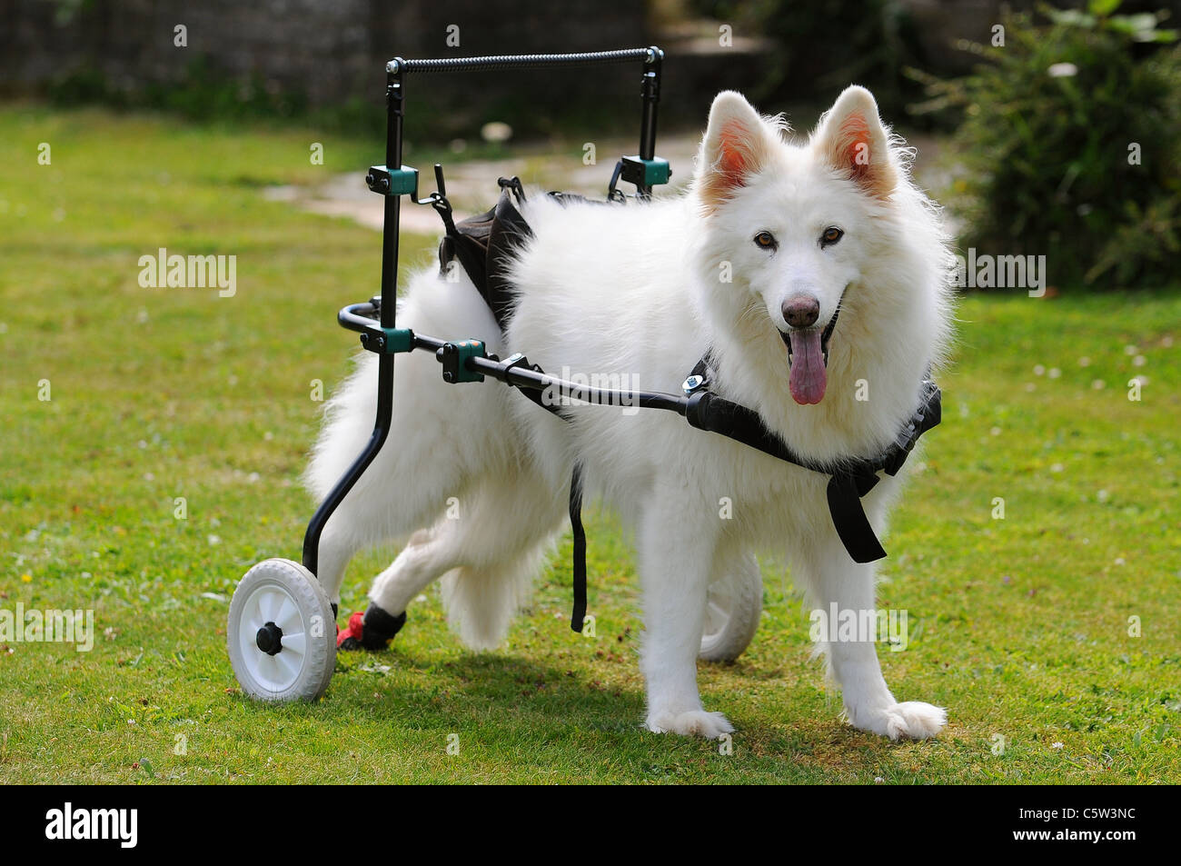 Avec un chien paralysé des jambes arrière utilise un châssis à roues de marcher Banque D'Images