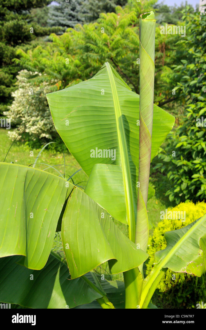 Bananenpflanze - plante banane 04 Banque D'Images